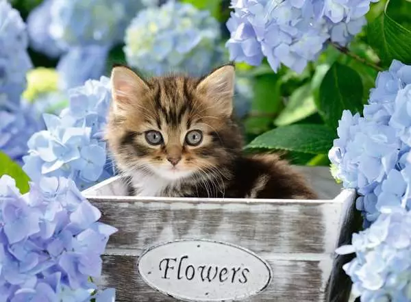 Ravensberger Matratzen Kinderpuzzle ab 9 Jahren - Kleine Katze - 300 Teile Begrenzte Freigabe