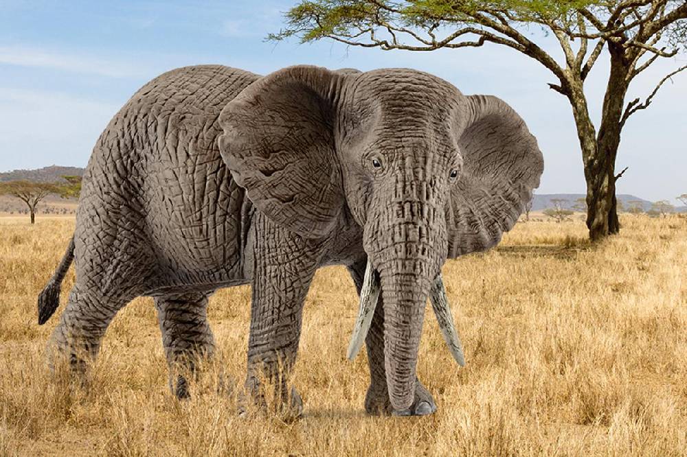 Schleich Afrikanische Elefantenkuh Räumungsverkauf