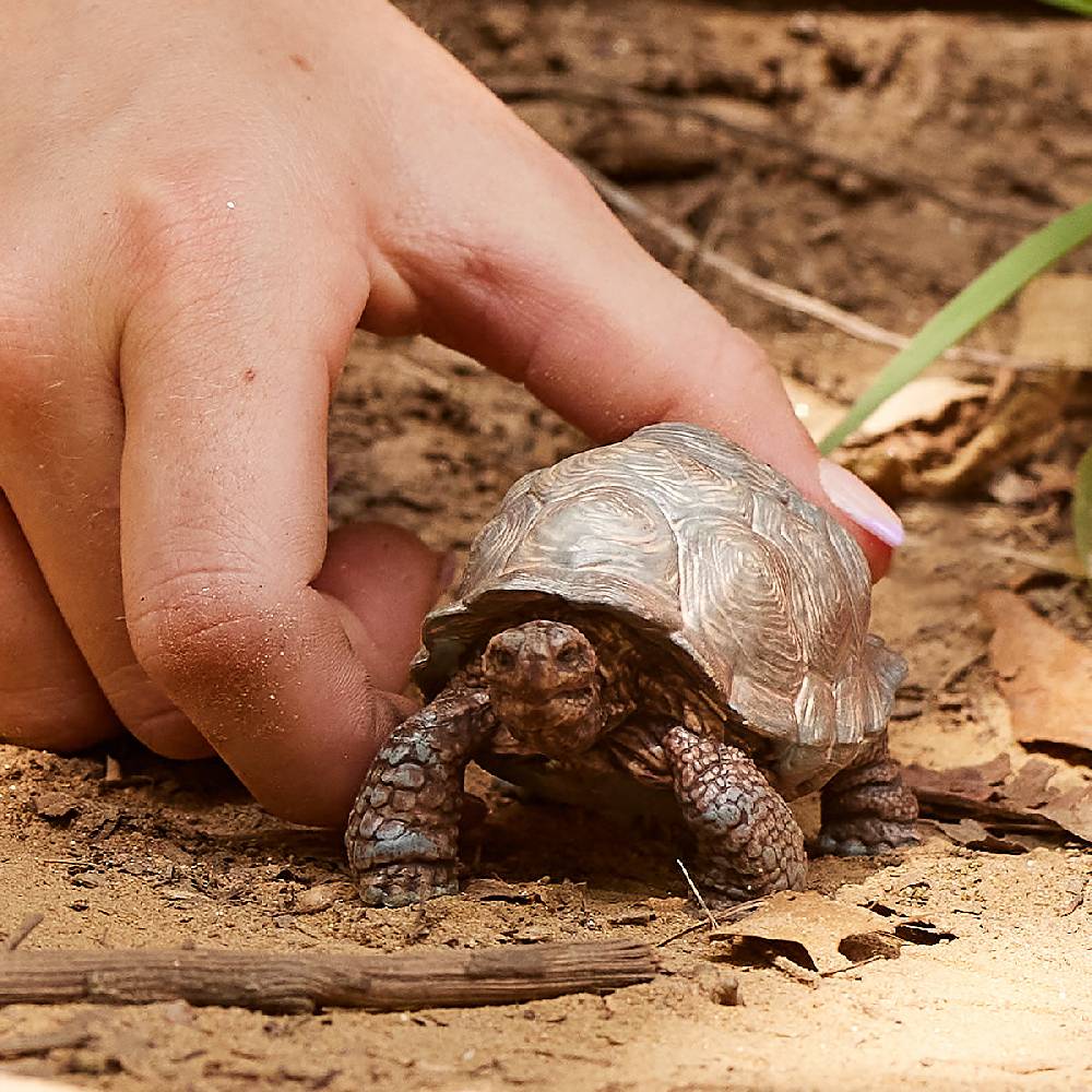 Schleich Riesenschildkröte JETZT KAUFEN