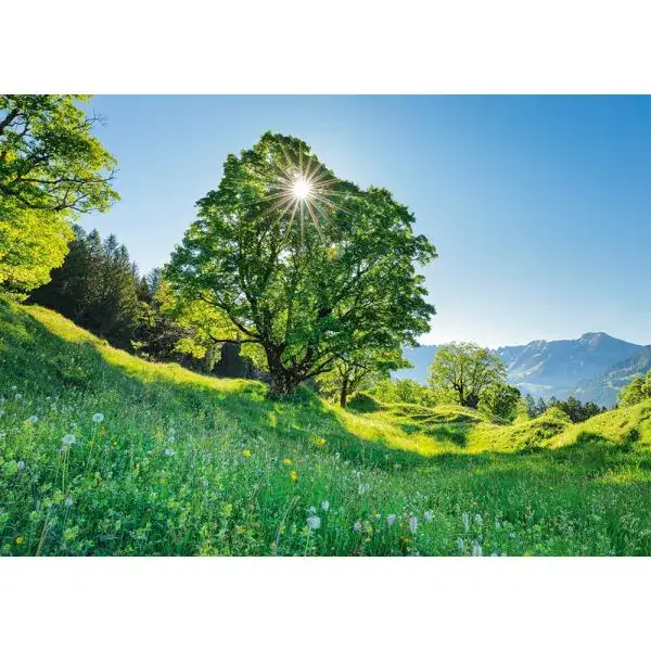 Schmidt Spiele Berg-Ahorn im Sonnenlicht – St. Gallen, Schweiz, 1.000 Teile Puzzle Cyber Monday