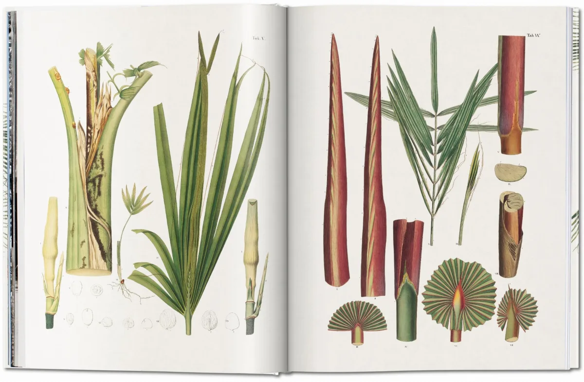 TASCHEN Martius. The Book of Palms Exklusive Angebote