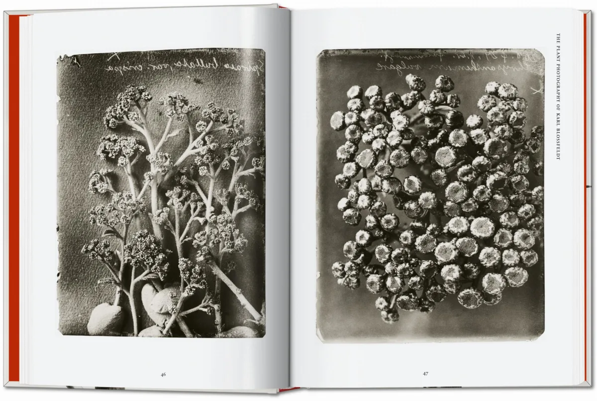 TASCHEN Karl Blossfeldt. The Complete Published Work. 40th Ed Hotsell