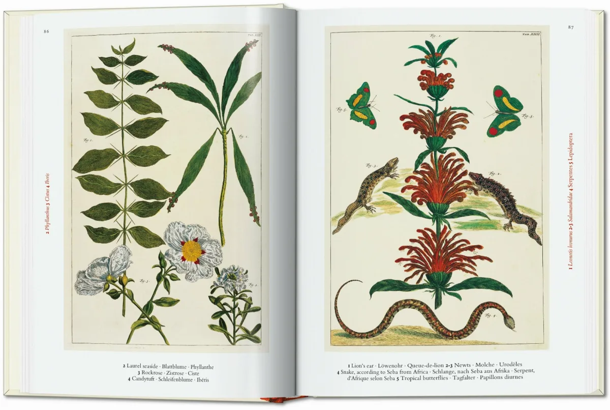 TASCHEN Seba. Cabinet of Natural Curiosities. 40th Ed Fabrikladen