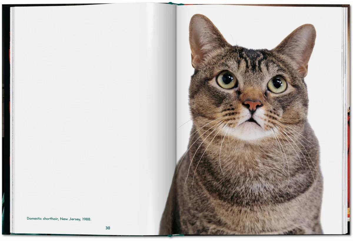 TASCHEN Walter Chandoha. Cats. Photographs 1942–2018 Flash Sale