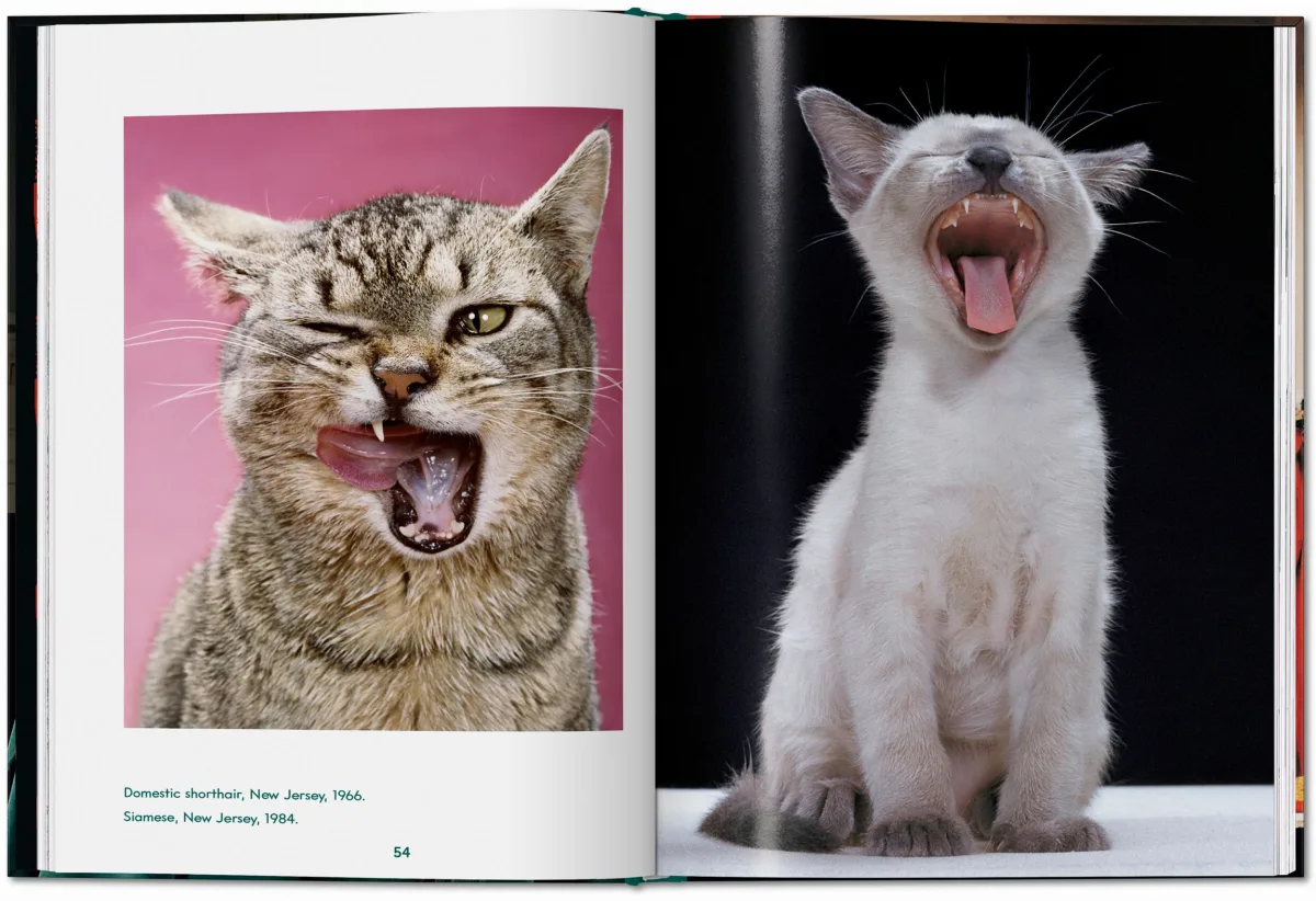 TASCHEN Walter Chandoha. Cats. Photographs 1942–2018 Flash Sale