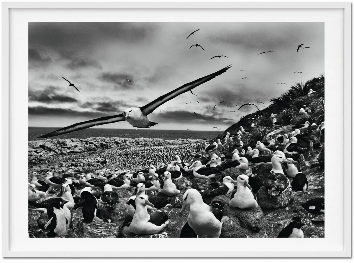 TASCHEN Sebastião Salgado. Genesis. Art Edition No. 201–300 ‘Black-Browed Albatrosses, Falkland Islands’ Black Friday