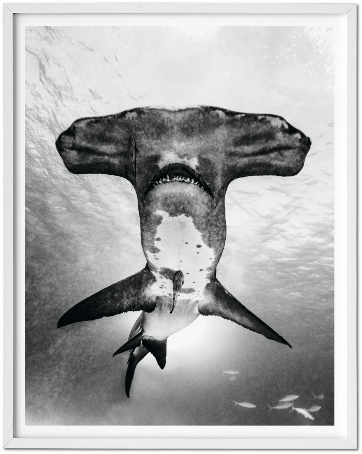 TASCHEN Michael Muller. Sharks, Art Edition No. 101–200 ‘Under Study’ Lagerräumung