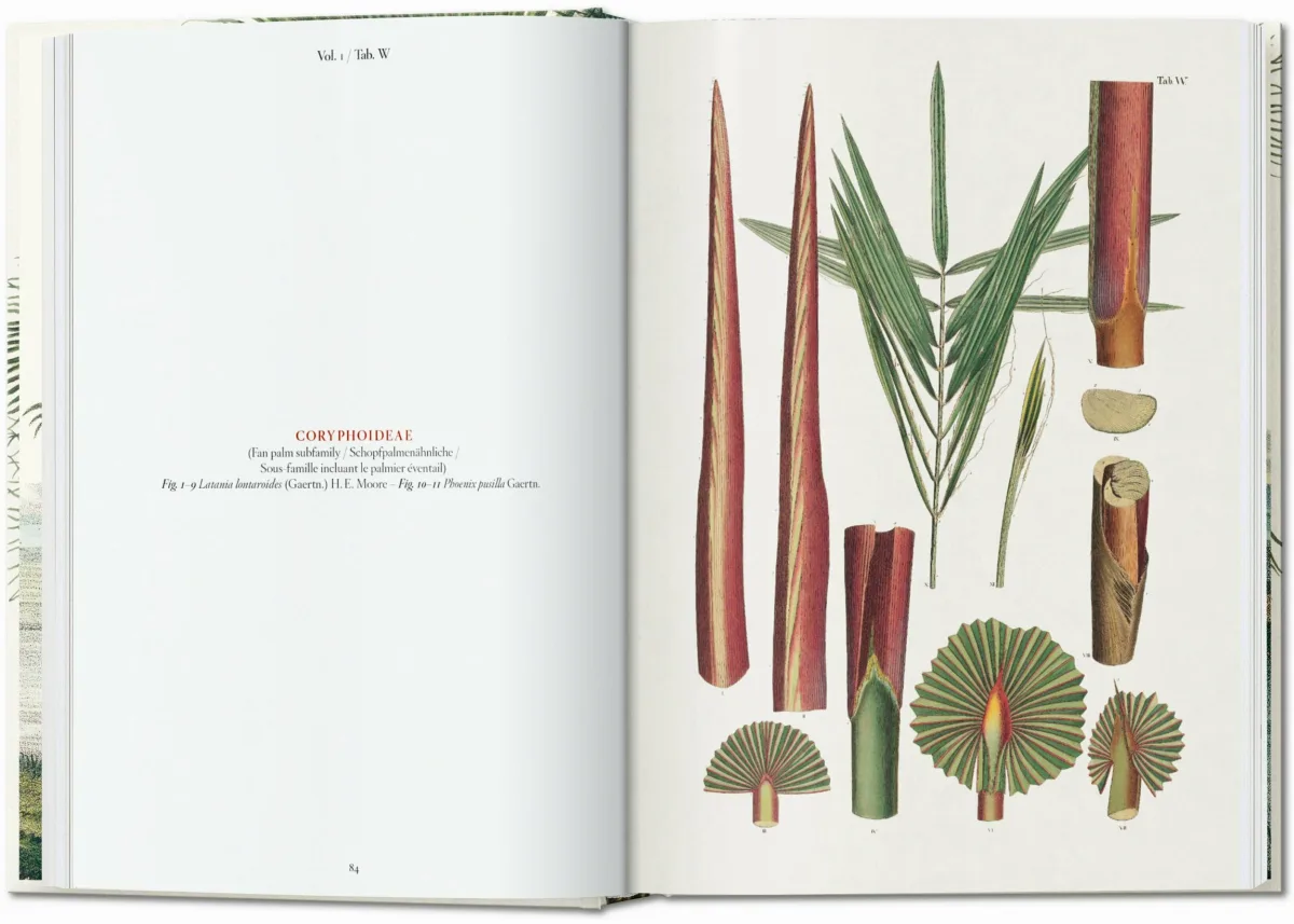 TASCHEN Martius. The Book of Palms. 40th Ed Riesige Rabatte