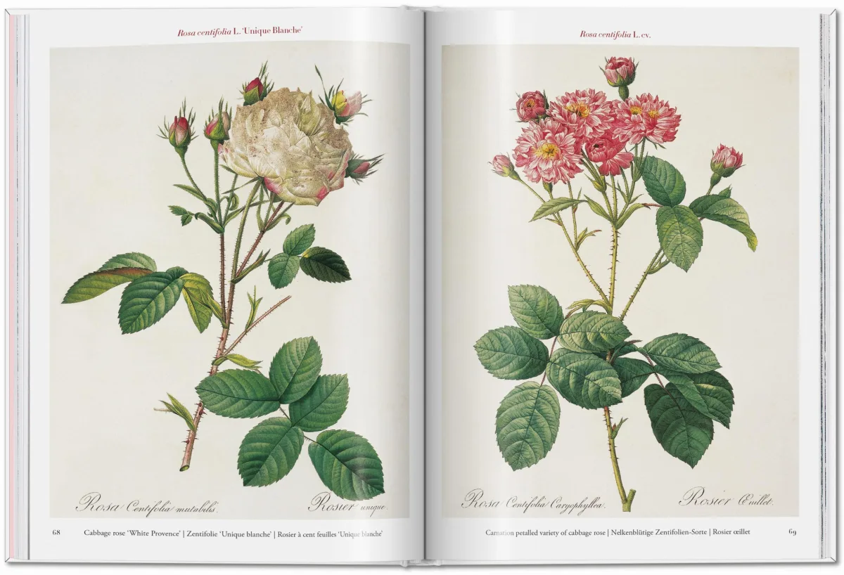 TASCHEN Redouté. Roses Hotsell